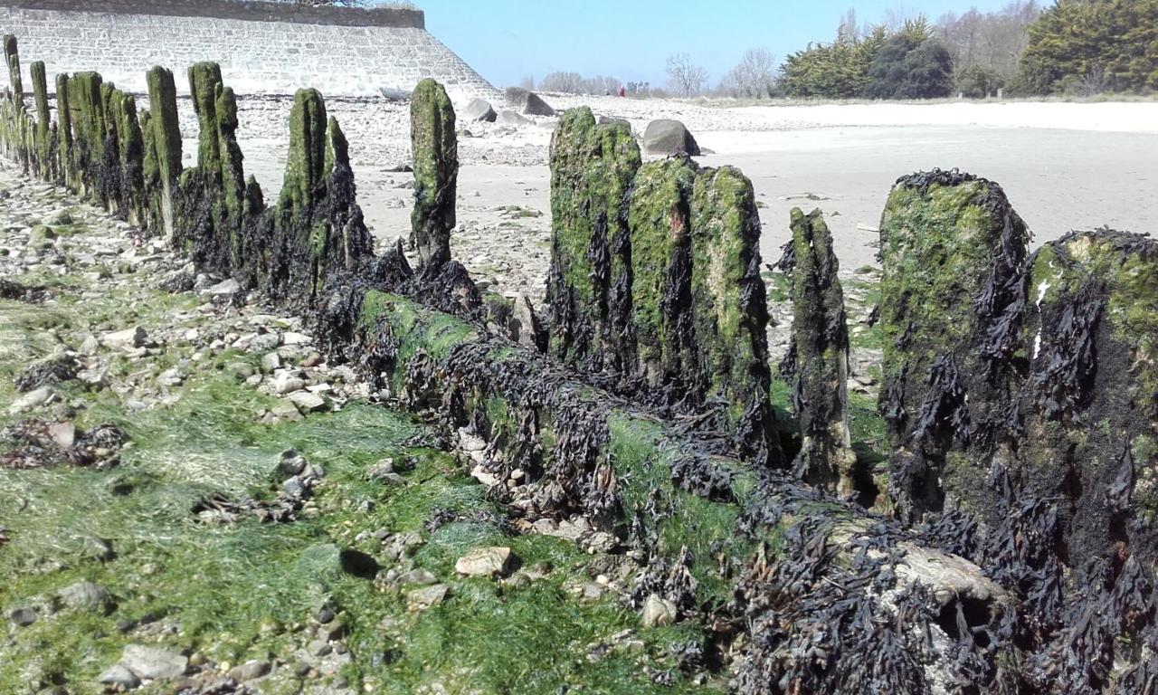 Willa Les Cormorans Saint-Vaast-la-Hougue Zewnętrze zdjęcie